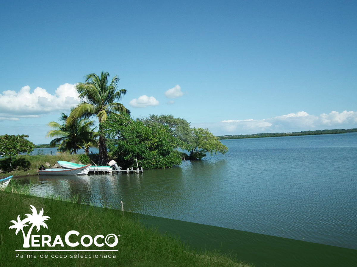 Conferencia:  Tecnología para la producción de coco.