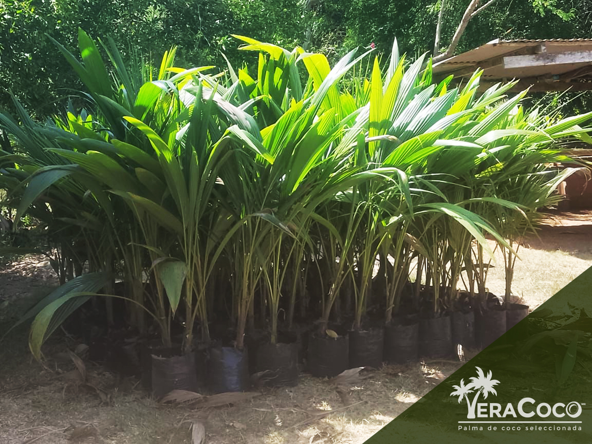 Nuestras palmas híbridas de VeraCoco a COCOTAM
