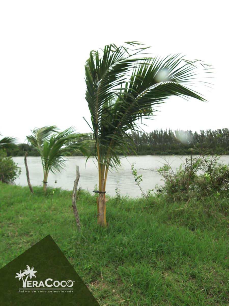 Palma híbrida joven, VeraCoco. Veracruz, México