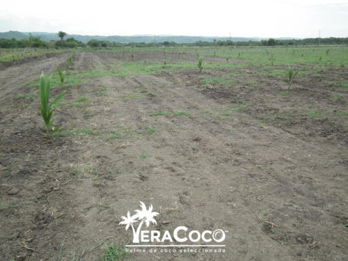 Este nuevo cocal tendrá palma híbrida y alta del Pacífico