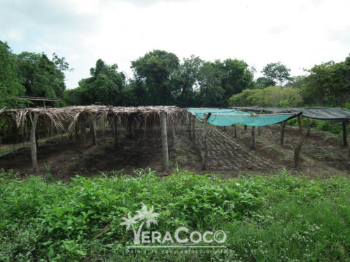 camas germinadoras Huerta Veracoco