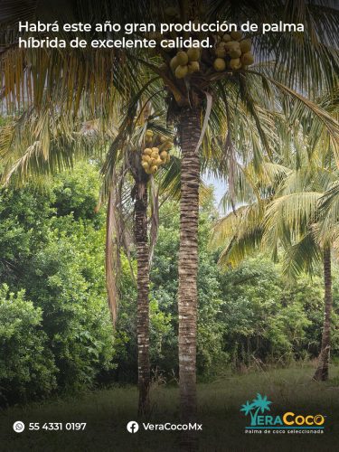 Palma Híbrida - VeraCoco