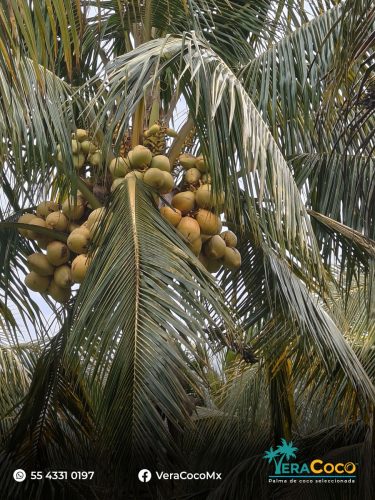Palma Híbrida - VeraCoco