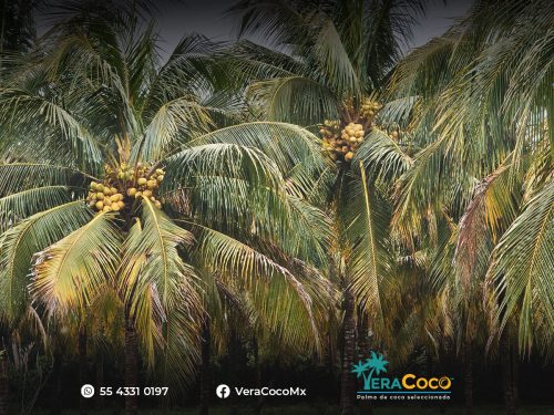 Palma Híbrida - VeraCoco