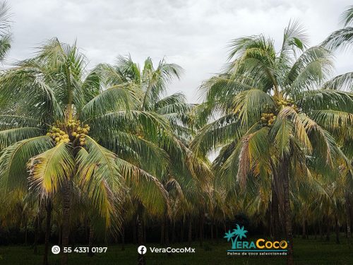 Palma Híbrida - VeraCoco